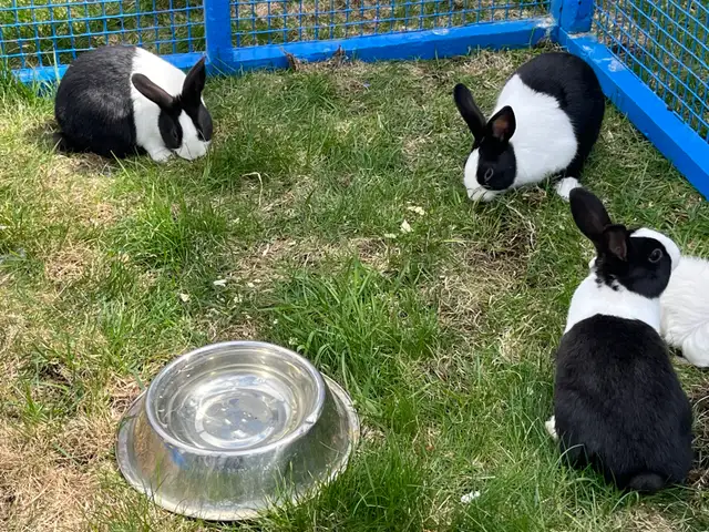 lapins Dutch - Photo 3