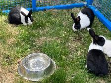 lapins Dutch - Photo 3