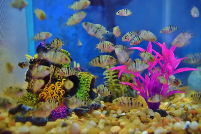 Free Tropical Fish Convict Cichlids