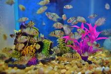 Free Tropical Fish Convict Cichlids