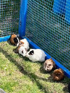 cochons d’inde
