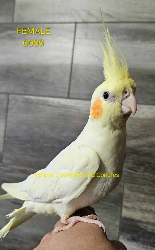 Young, Unrelated Cockatiel Pair