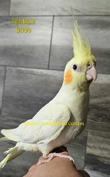 Young, Unrelated Cockatiel Pair