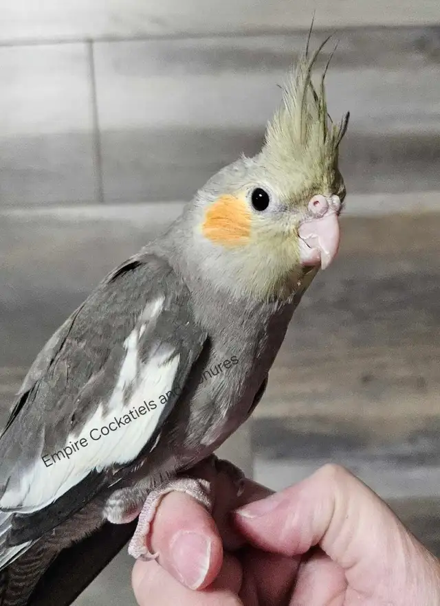 Young, Unrelated Cockatiel Pair - Photo 2