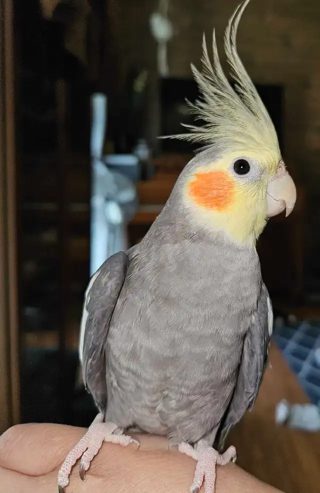 Young, Unrelated Cockatiel Pair - Photo 3