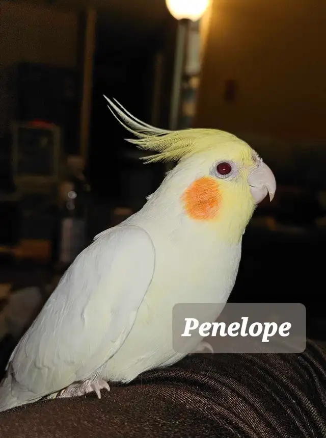 Young, Unrelated Cockatiel Pair - Photo 4
