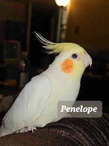 Young, Unrelated Cockatiel Pair - Photo 4