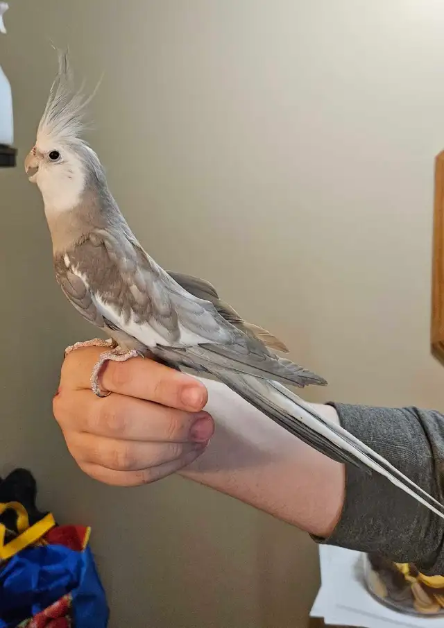 Young, Unrelated Cockatiel Pair - Photo 5