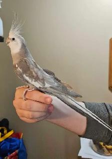 Young, Unrelated Cockatiel Pair - Photo 5