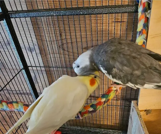 Young, Unrelated Cockatiel Pair - Photo 6