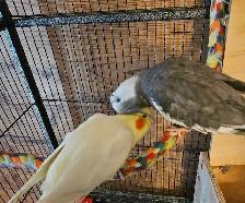 Young, Unrelated Cockatiel Pair - Photo 6