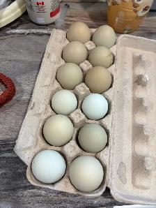 OLIVE BLUE FERTILIZED CHICKEN EGGS