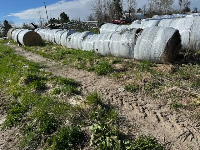 1st cut hay