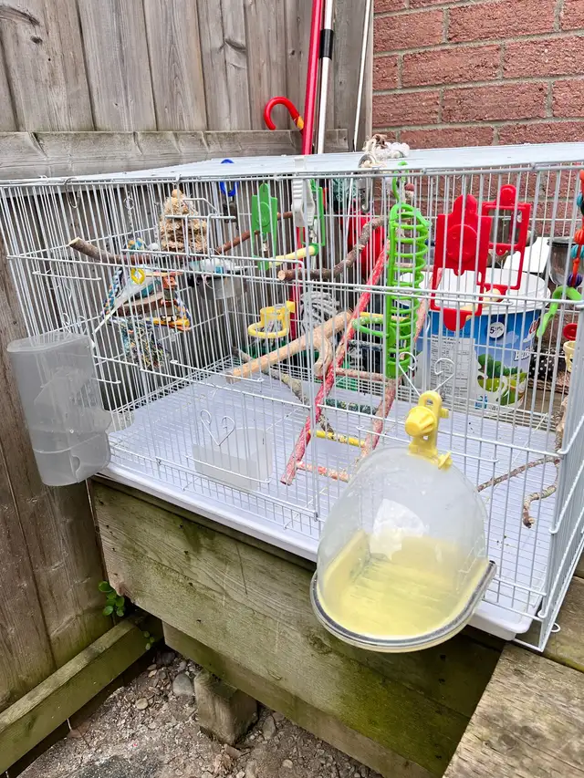 Bird Cage. With 2 Birds