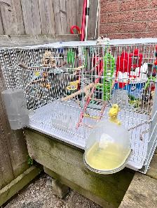 Bird Cage. With 2 Birds