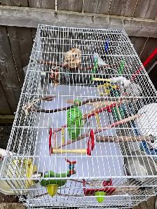 Bird Cage. With 2 Birds - Photo 2