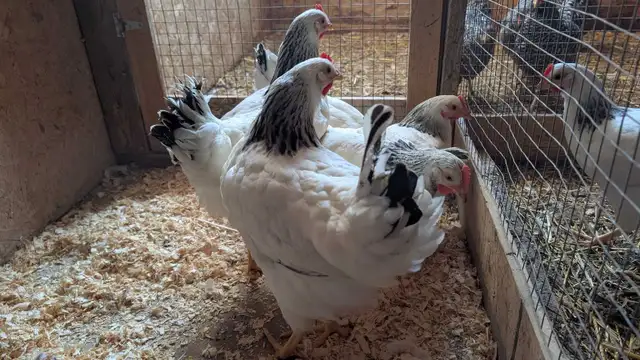 Columbian rock pullets