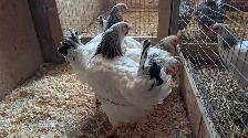 Columbian rock pullets