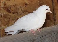 2 White Doves, juvenile and ready for their new home