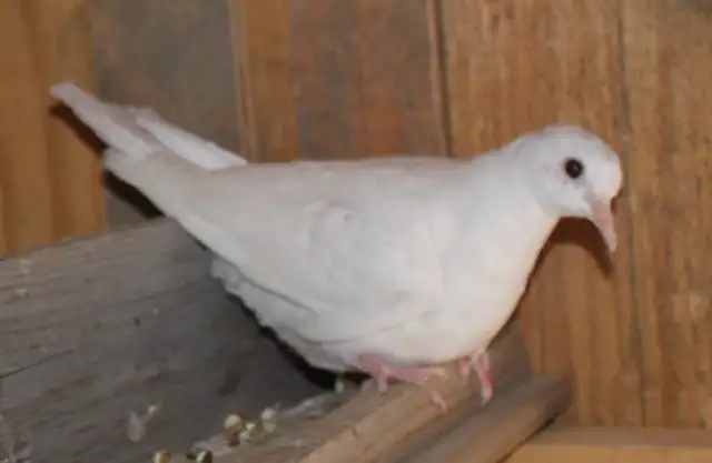 2 White Doves, juvenile and ready for their new home - Photo 2