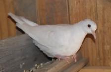 2 White Doves, juvenile and ready for their new home - Photo 2