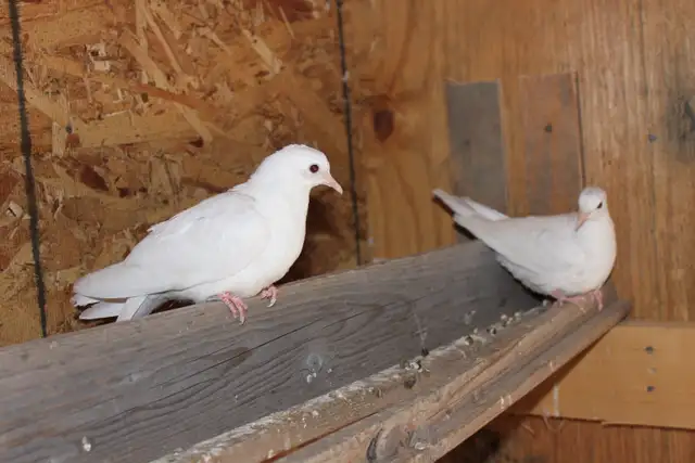 2 White Doves, juvenile and ready for their new home - Photo 3