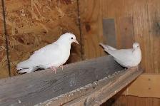 2 White Doves, juvenile and ready for their new home - Photo 3