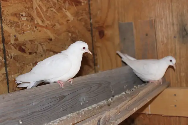 2 White Doves, juvenile and ready for their new home - Photo 4