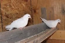 2 White Doves, juvenile and ready for their new home - Photo 4
