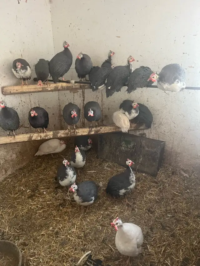 Guinea fowl