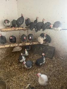 Guinea fowl