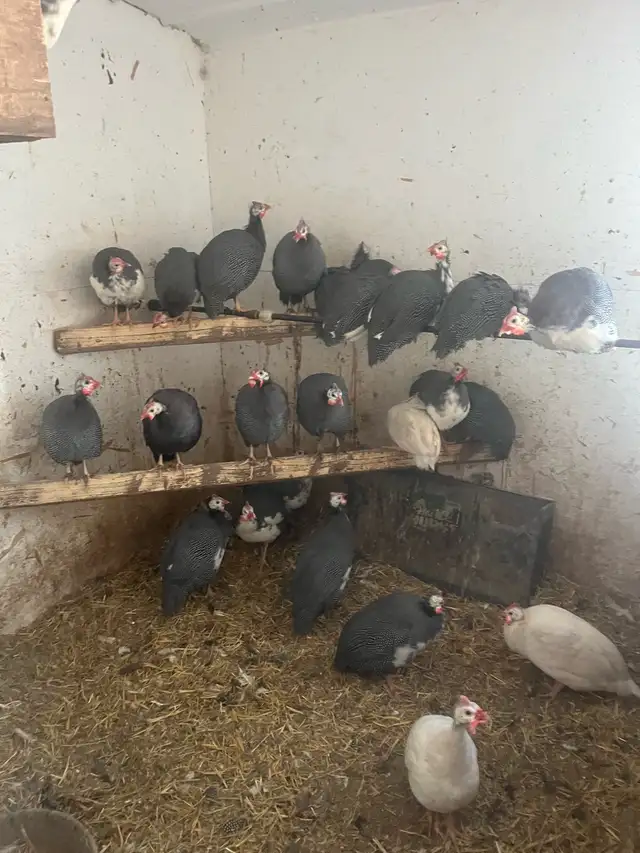 Guinea fowl - Photo 2
