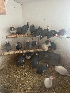 Guinea fowl - Photo 2