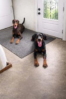 Doberman Européen