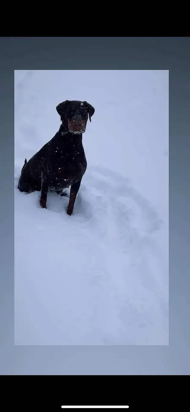 Doberman Européen - Photo 2