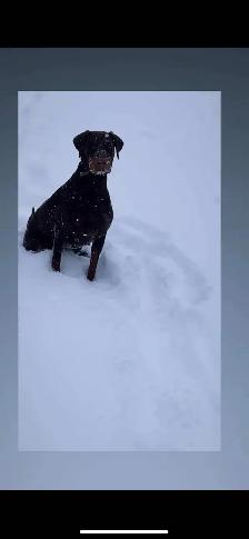 Doberman Européen - Photo 2