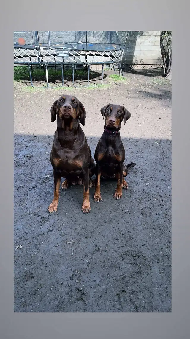 Doberman Européen - Photo 3