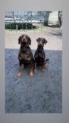 Doberman Européen - Photo 3
