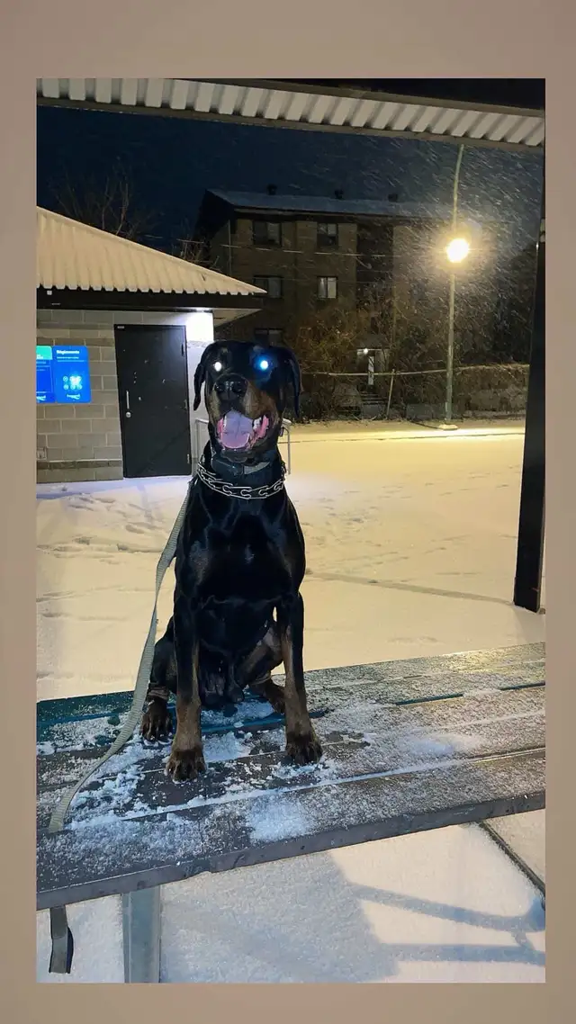 Doberman Européen - Photo 4