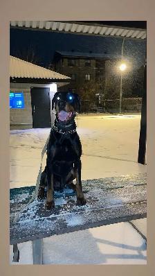 Doberman Européen - Photo 4