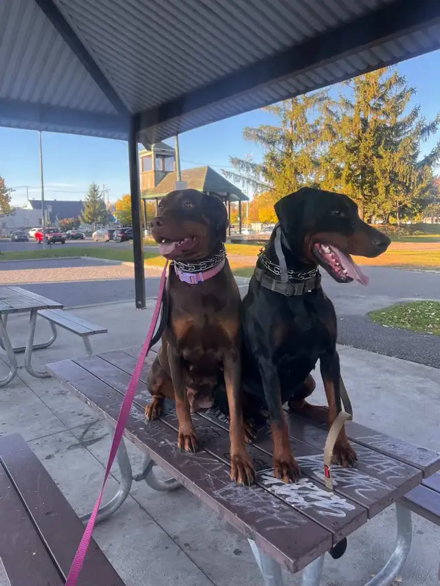 Doberman Européen - Photo 5