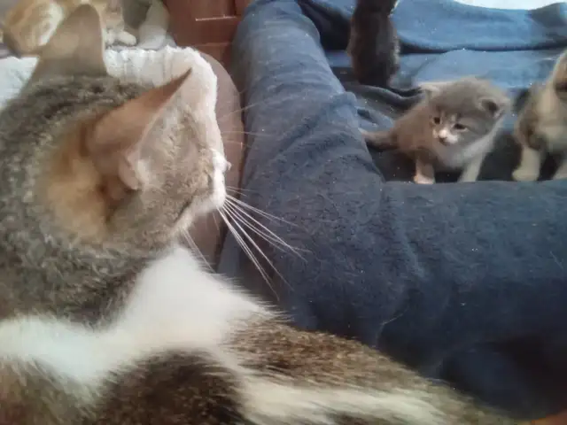 Fluffy little kitten. Cute little fur ball