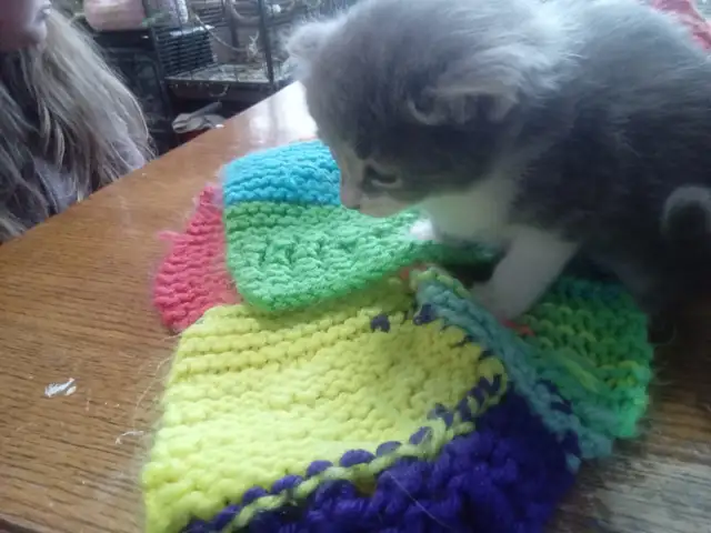 Fluffy little kitten. Cute little fur ball - Photo 2