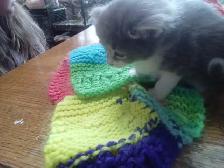 Fluffy little kitten. Cute little fur ball - Photo 2
