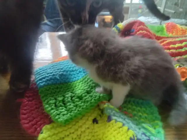 Fluffy little kitten. Cute little fur ball - Photo 3