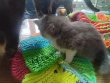 Fluffy little kitten. Cute little fur ball - Photo 3