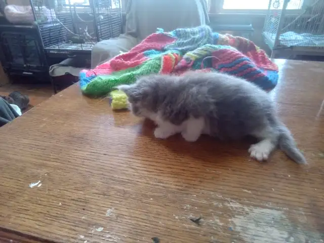 Fluffy little kitten. Cute little fur ball - Photo 4