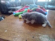 Fluffy little kitten. Cute little fur ball - Photo 4