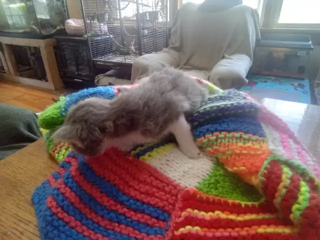 Fluffy little kitten. Cute little fur ball - Photo 5