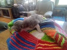 Fluffy little kitten. Cute little fur ball - Photo 5